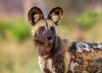 Endangered Species Day on Friday 17 May