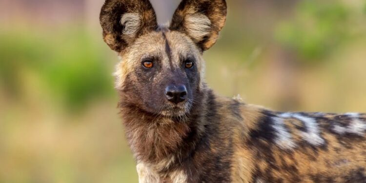 Endangered Species Day on Friday 17 May