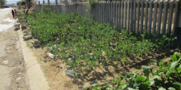 A garden to address the issues around Food Security during Load shedding!