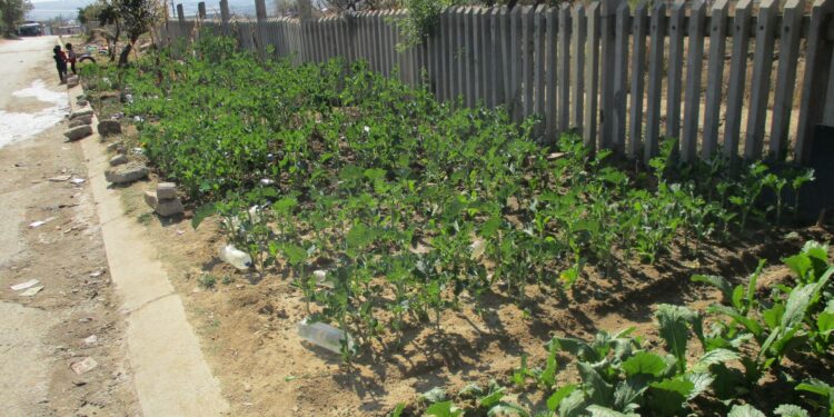 A garden to address the issues around Food Security during Load shedding!