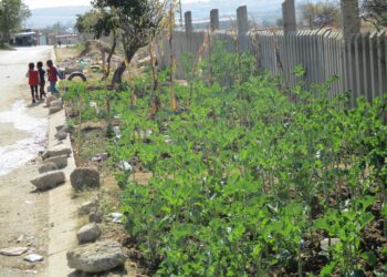A garden to address the issues around Food Security during Load shedding!