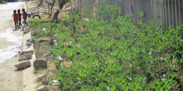 A garden to address the issues around Food Security during Load shedding!