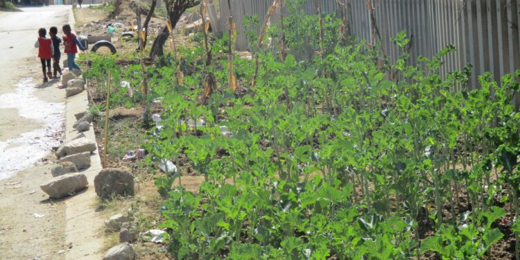 A garden to address the issues around Food Security during Load shedding!