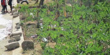 Have a garden to address the issues around Food Security!