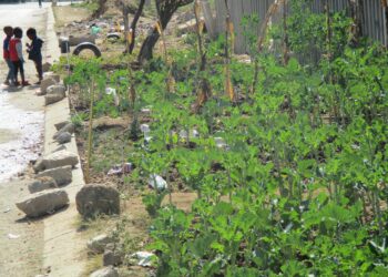 A garden to address the issues around Food Security during these trying times!