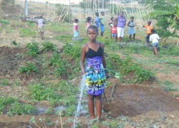 A garden to address the issues around Food Security during the pandemic!