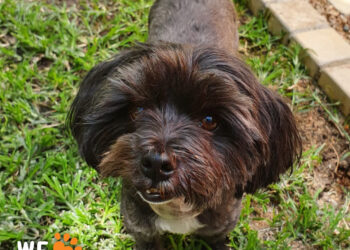 DOTSURE INVESTING IN INNOVATIVE, LIFE SAVING SURGERY FOR RESCUE DOG!   