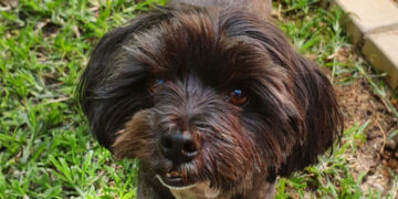 DOTSURE INVESTING IN INNOVATIVE, LIFE SAVING SURGERY FOR RESCUE DOG!   