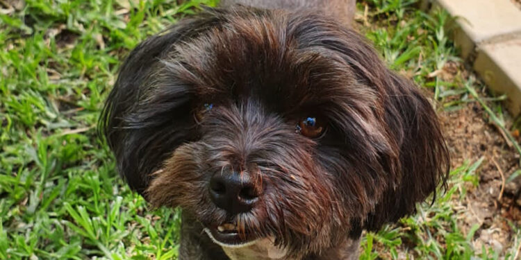 DOTSURE INVESTING IN INNOVATIVE, LIFE SAVING SURGERY FOR RESCUE DOG!