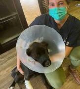 dotsure.co.za invests in life-saving surgery for brave canine!