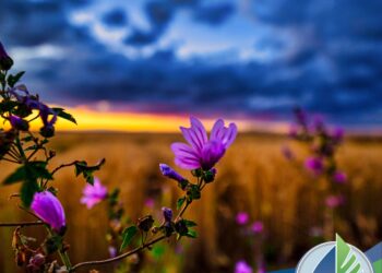 The Importance of Plants?