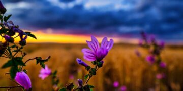 The Importance of Plants?