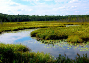 The world celebrates World Wetlands Day!