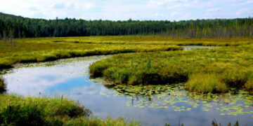 The world celebrates World Wetlands Day!