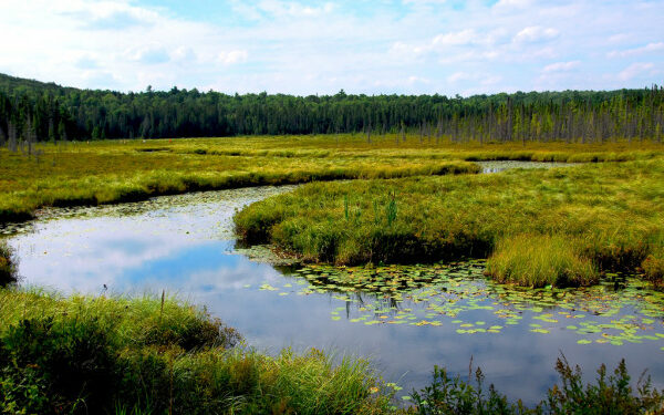The world celebrates World Wetlands Day!