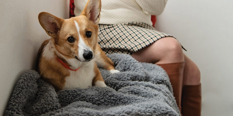 How to deal with your pet’s winter woes!