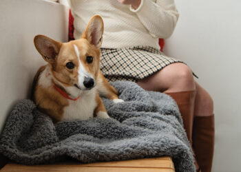 How to deal with your pet’s winter woes!