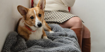 Ban on import of critical ingredient in veterinary treatment could lead to suffering of thousands of pets