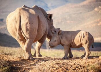 World Rhino Day