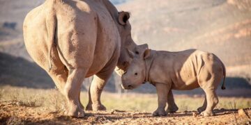 World Rhino Day
