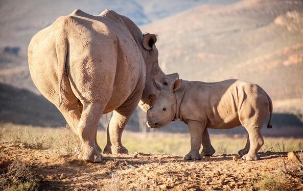 World Rhino Day
