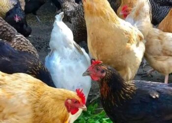 15 things farmers should avoid when running a farming business