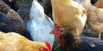 15 things farmers should avoid when running a farming business