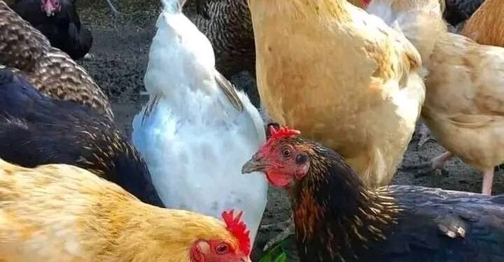 15 things farmers should avoid when running a farming business