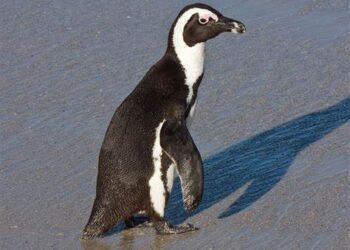 Without immediate government action, the African Penguin, an iconic symbol of South Africa, could vanish from the wild by 2035!