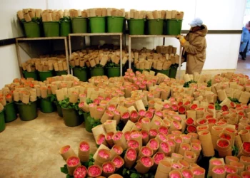 Foreign flower firms flee Ethiopia!