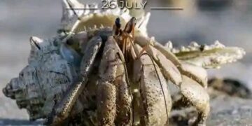 International Day for the Conservation of the Mangrove Ecosystem