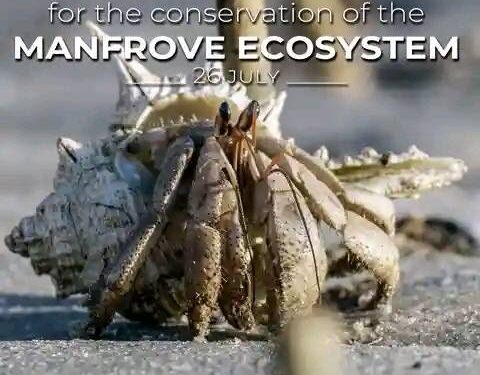 International Day for the Conservation of the Mangrove Ecosystem