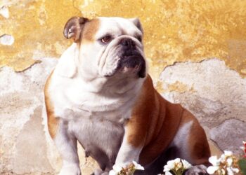 Putting a leash on your Dog Improves Community