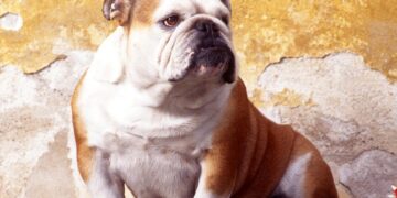 Putting a leash on your Dog Improves Community