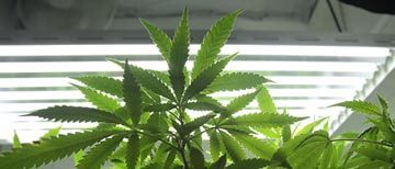 Our schools must remain Alcohol and Drug-Free