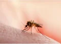 Malaria cases rising fast in Gauteng!