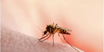 Malaria cases rising fast in Gauteng!