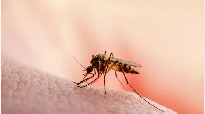 Malaria cases rising fast in Gauteng!