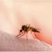 Malaria cases rising fast in Gauteng!