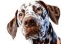 How to deal with your pet’s winter woes!