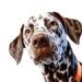 How to deal with your pet’s winter woes!