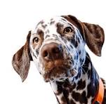 How to deal with your pet’s winter woes!