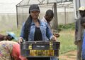 Thinking of ways to bring the world to our farmers & showcase the wonderful work they do!