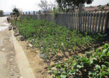 GM crops and Africa’s food security