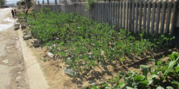 GM crops and Africa’s food security