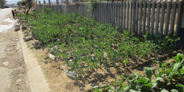 GM crops and Africa’s food security