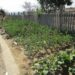 GM crops and Africa’s food security