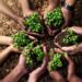 Arbor Month 2026